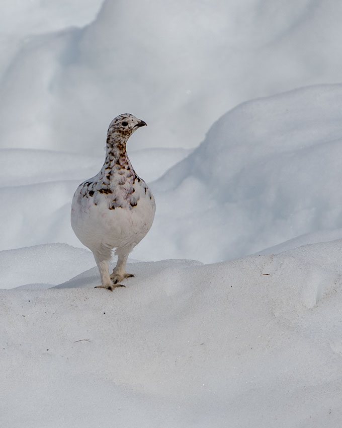 Brown spotted white bird of Alaska