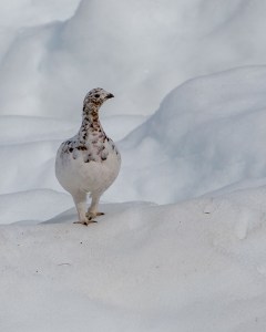 Brown spotted white bird of Alaska