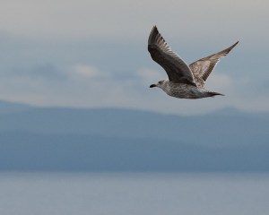 gull on the west coast D81_6112_z