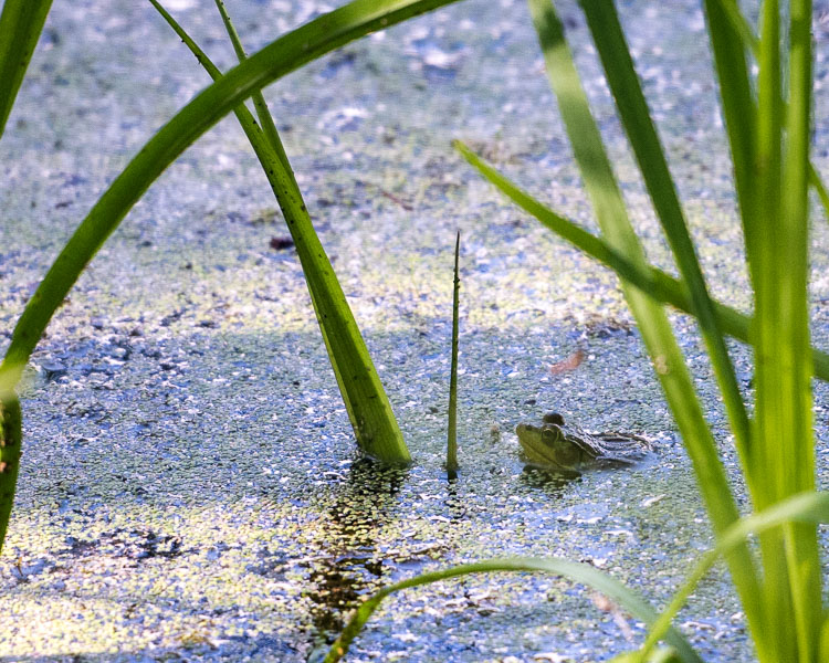 Frog in the bog D81_6611_z
