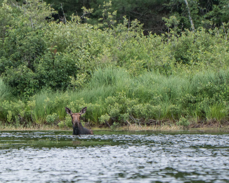 Madagascal stream moose 07150405z