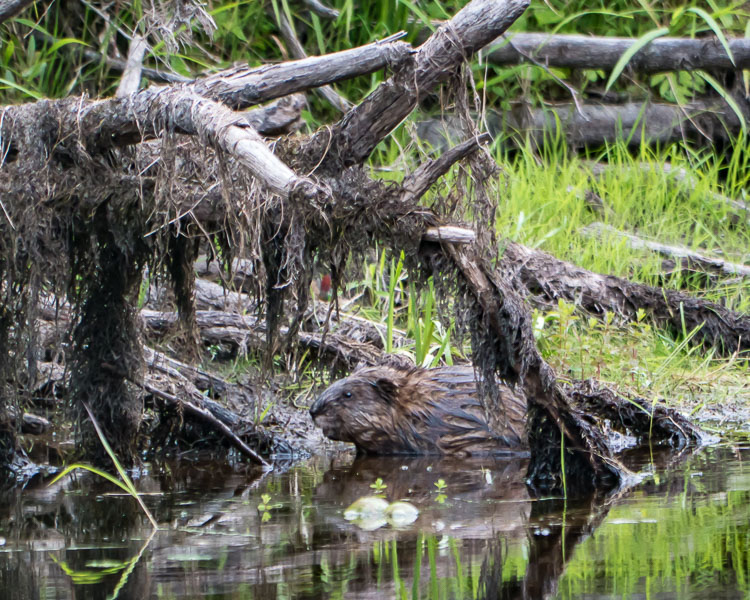 Muskrat on the stream SAM_07150420z