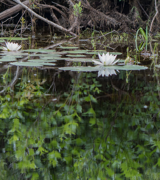 Lilly on the stream SAM_07150428z