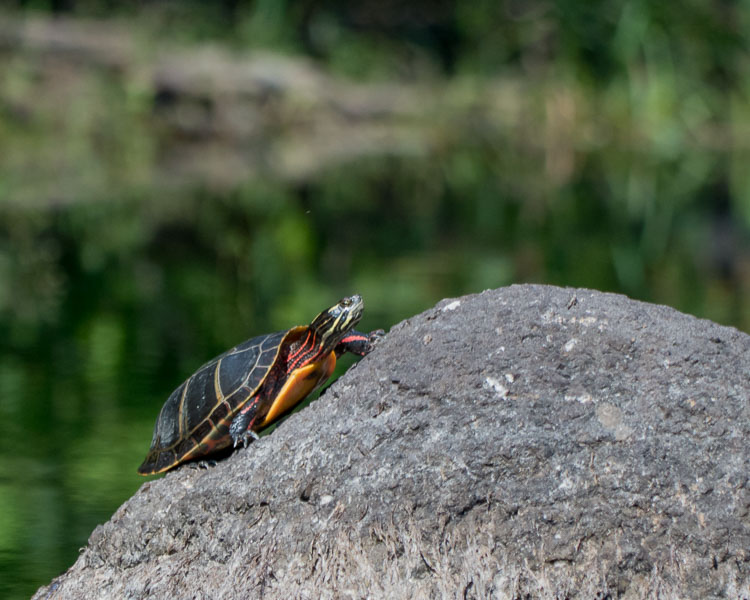 Turtle on a rock SAM_07160450z